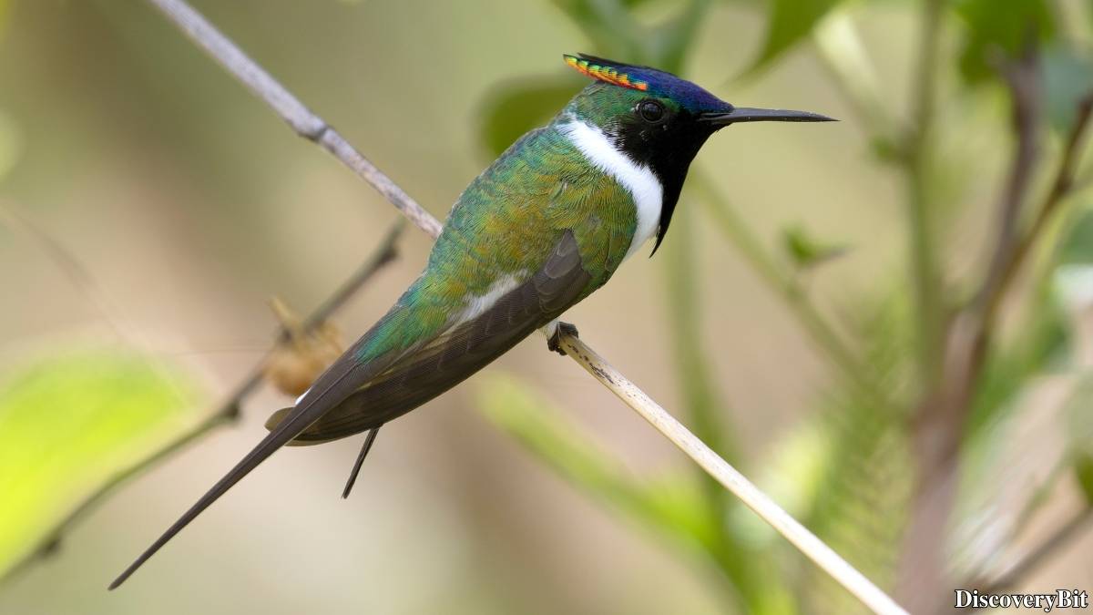 The 50 Fastest Animals in the World: Nature’s Ultimate Speed Guide One of the fastest animals in the world is the Horned Sungem (Heliactin bilophus)