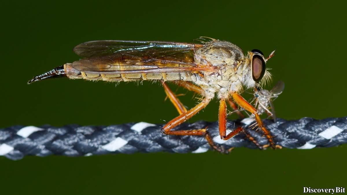 The 50 Fastest Animals in the World: Nature’s Ultimate Speed Guide One of the fastest animals in the world is the Horsefly (Tabanus bovinus)