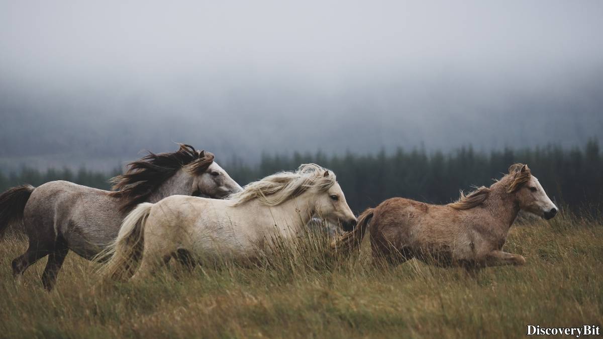 Name of the group of animals for Horses