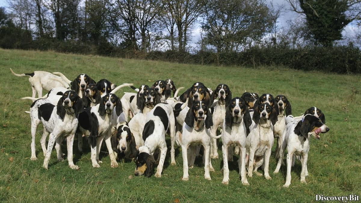 Name of the group of animals for Hounds