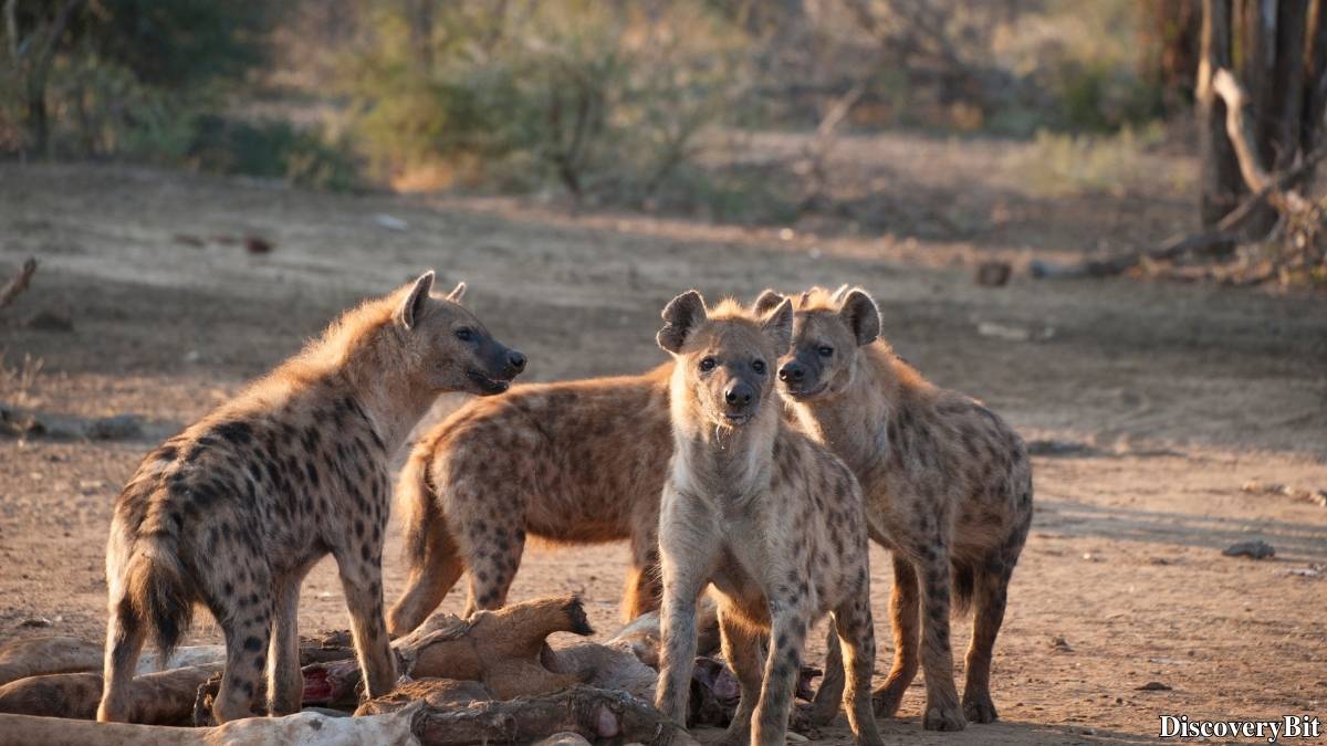 Name of the group of animals for Hyenas
