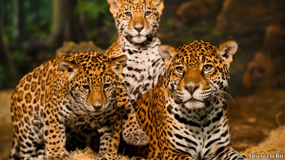 Name of the group of animals for Jaguars
