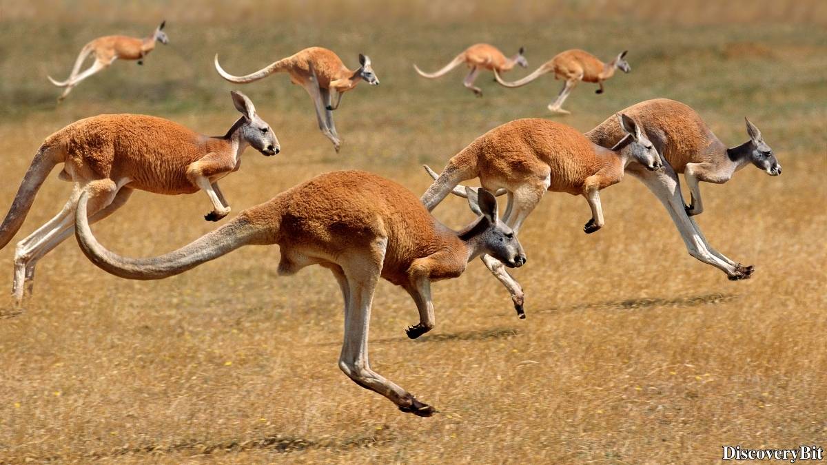 Name of the group of animals for Kangaroos