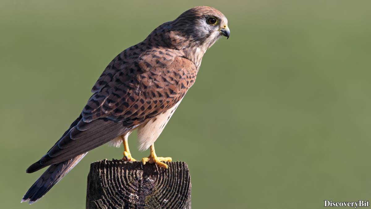 The 50 Fastest Animals in the World: Nature’s Ultimate Speed Guide One of the fastest animals in the world is the Kestrel (Falco tinnunculus)