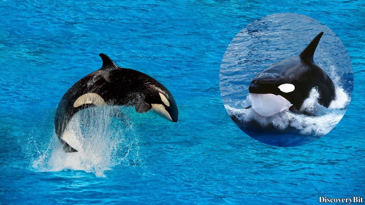 The 50 Fastest Animals in the World: Nature’s Ultimate Speed Guide One of the fastest animals in the world is the Killer Whale (Orcinus orca)
