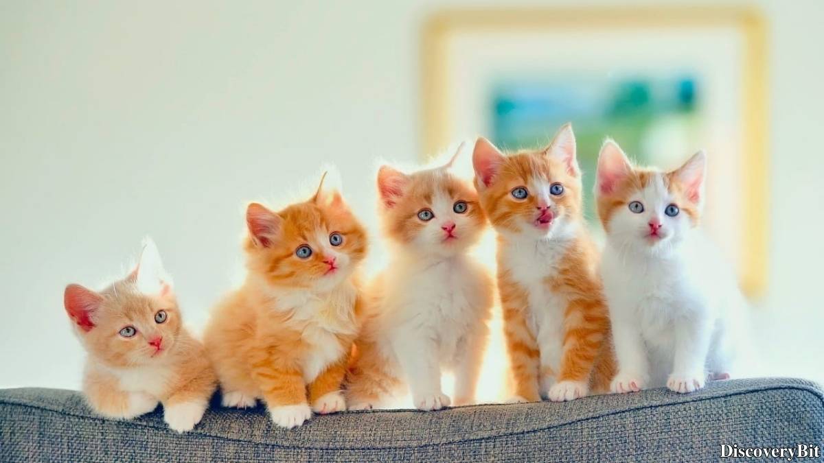 Name of the group of animals for Kittens