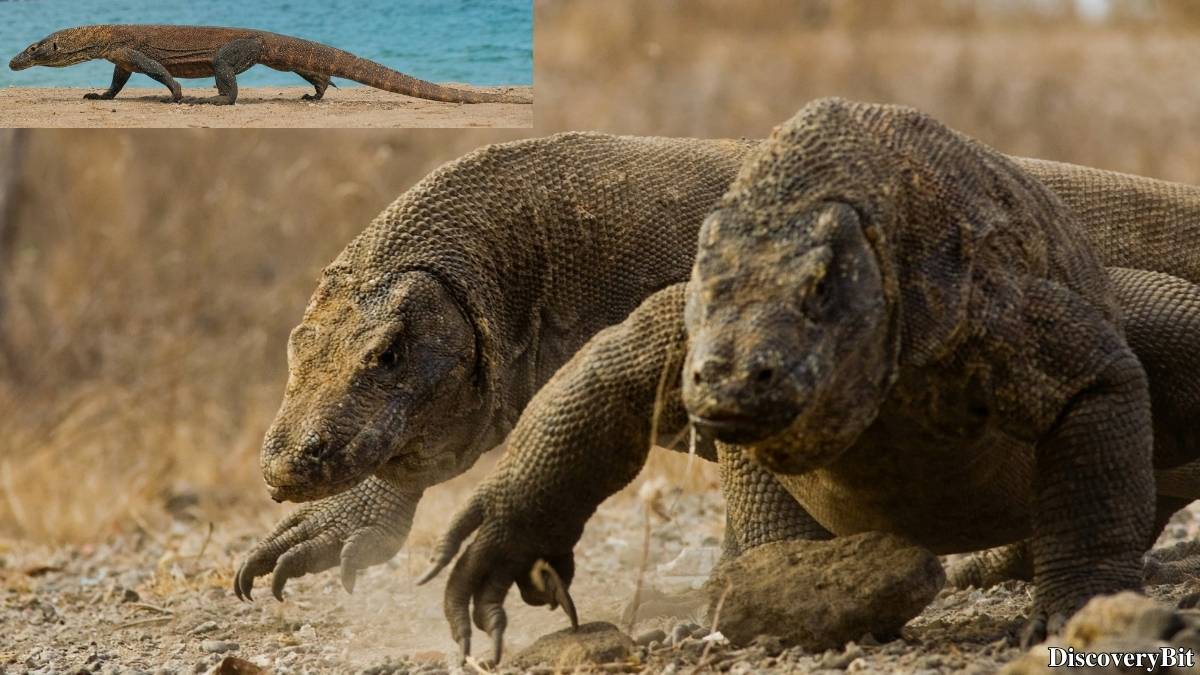 The 50 Fastest Animals in the World: Nature’s Ultimate Speed Guide One of the fastest animals in the world is the Komodo Dragon (Varanus komodoensis)