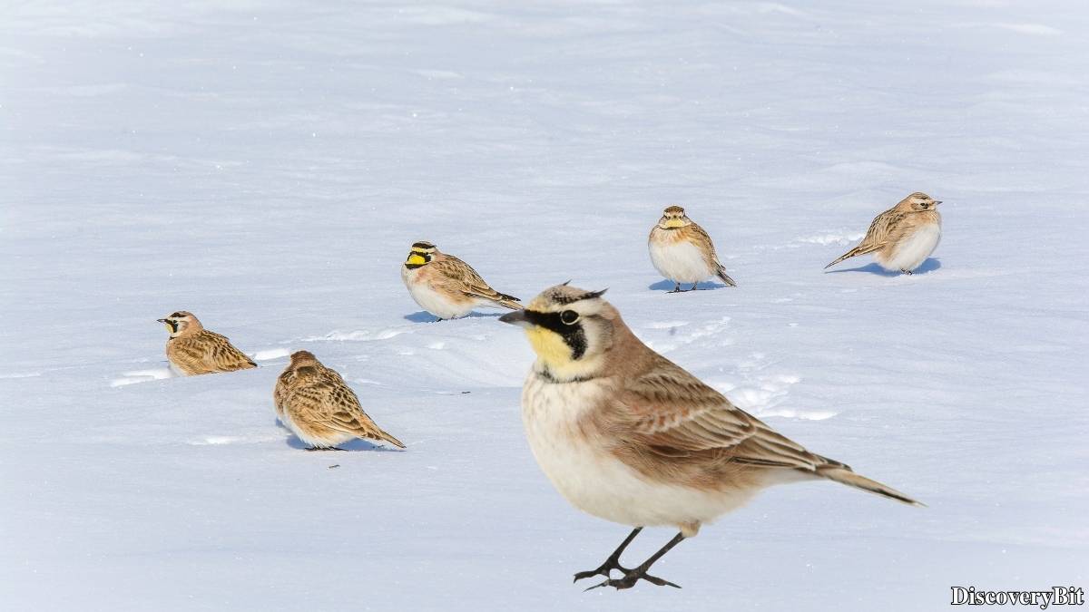 Name of the group of animals for Larks