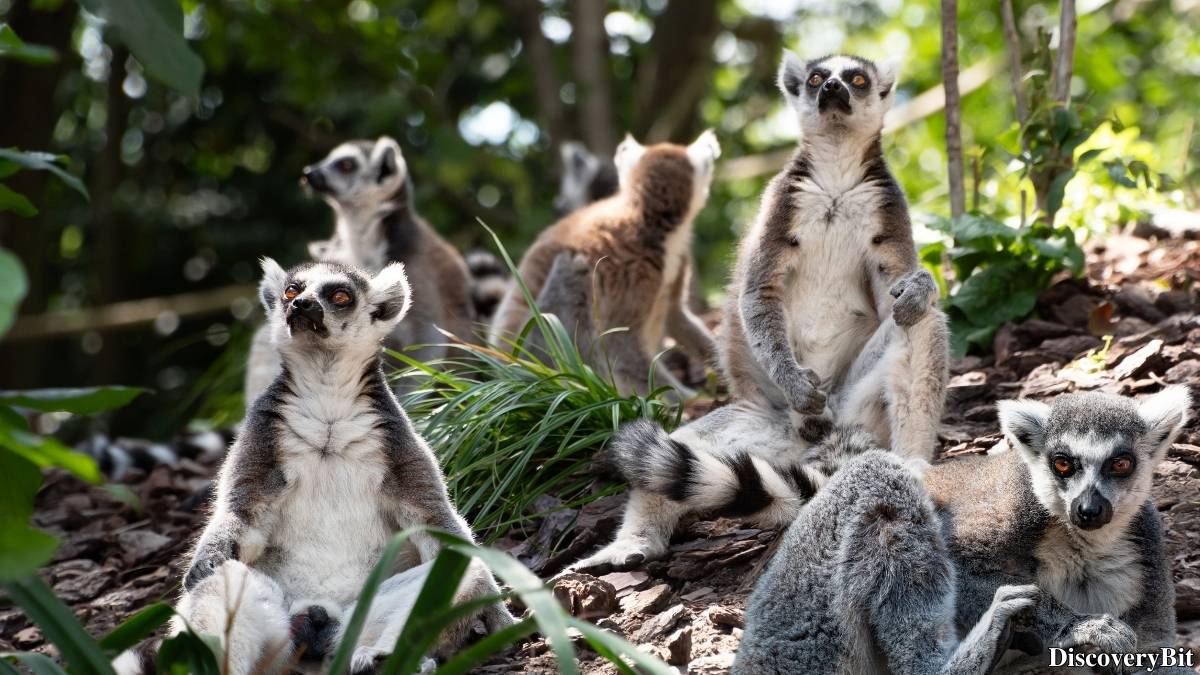 Name of the group of animals for Lemurs