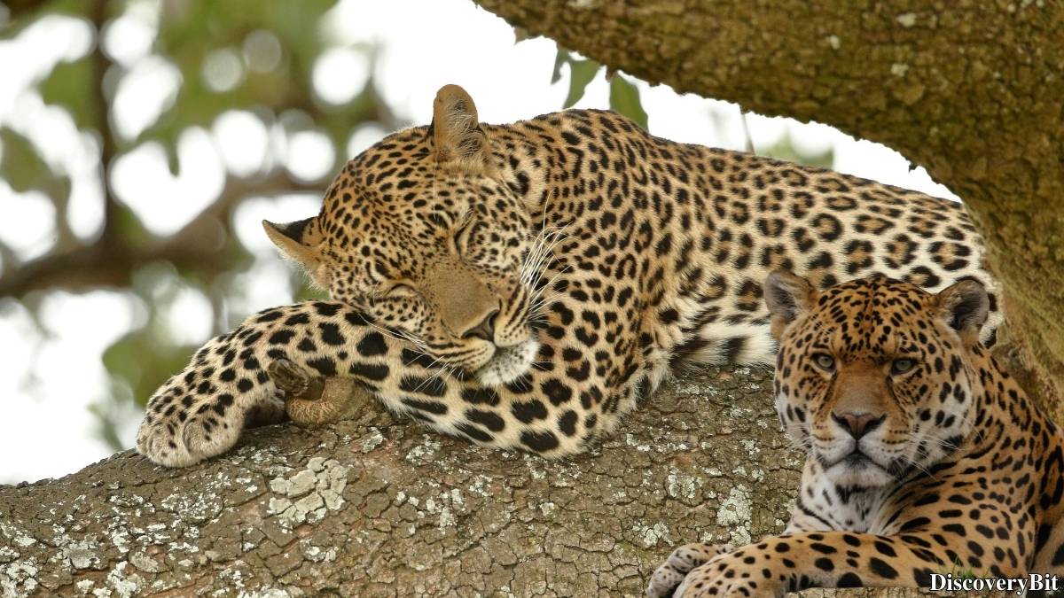 Name of the group of animals for Leopards