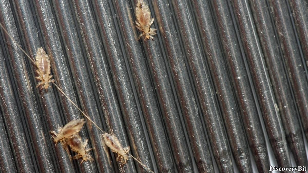 Name of the group of animals for Lice