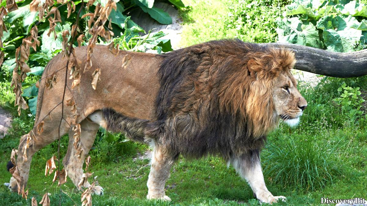 The 50 Fastest Animals in the World: Nature’s Ultimate Speed Guide One of the fastest animals in the world is the Lion (Panthera leo)
