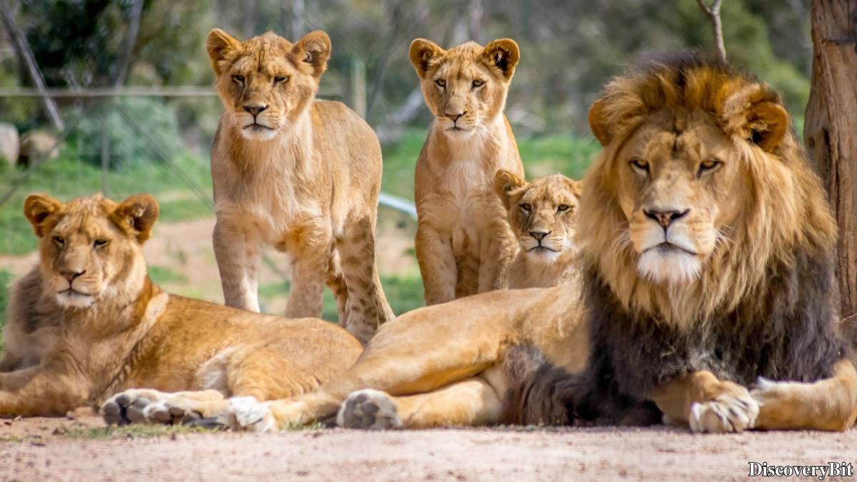 Name of the group of animals for Lions