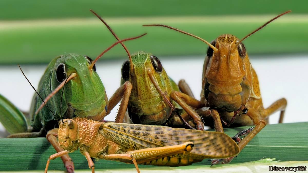 Name of the group of animals for Locusts