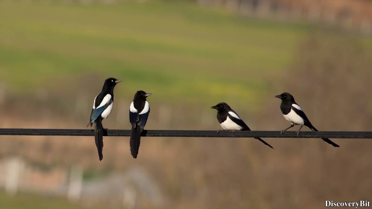 Name of the group of animals for Magpies