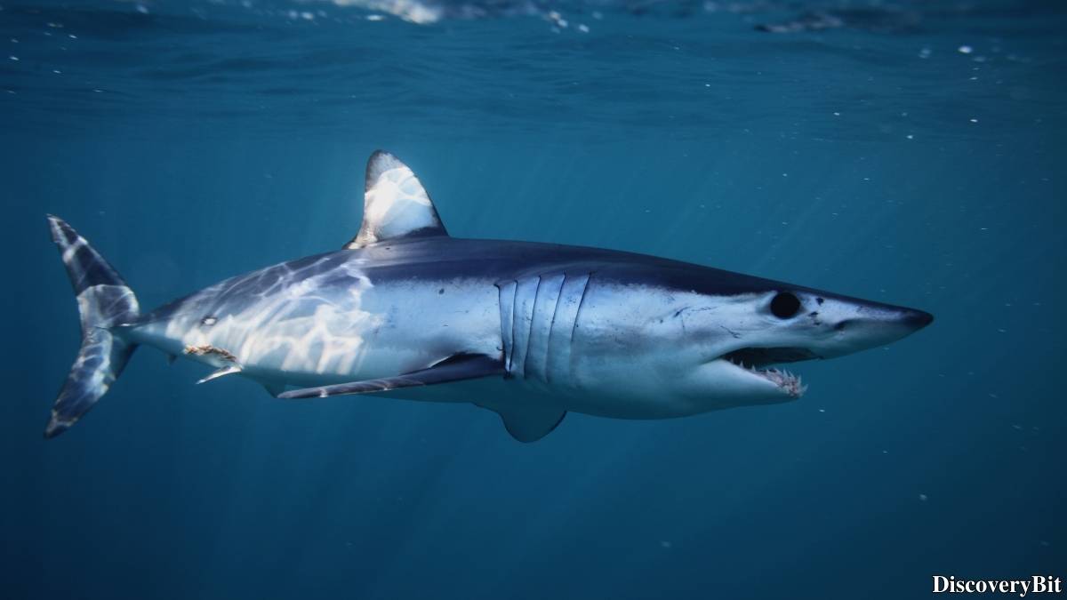 The 50 Fastest Animals in the World: Nature’s Ultimate Speed Guide One of the fastest animals in the world is the Mako Shark (Isurus oxyrinchus)