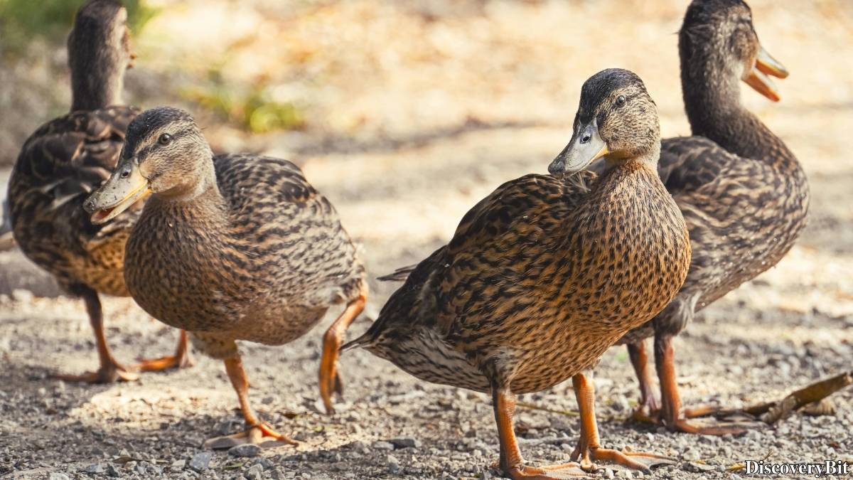 Name of the group of animals for Mallards