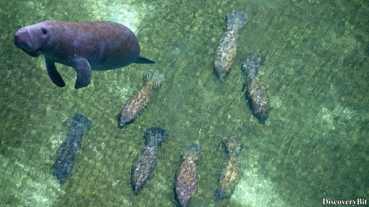 Name of the group of animals for Manatees