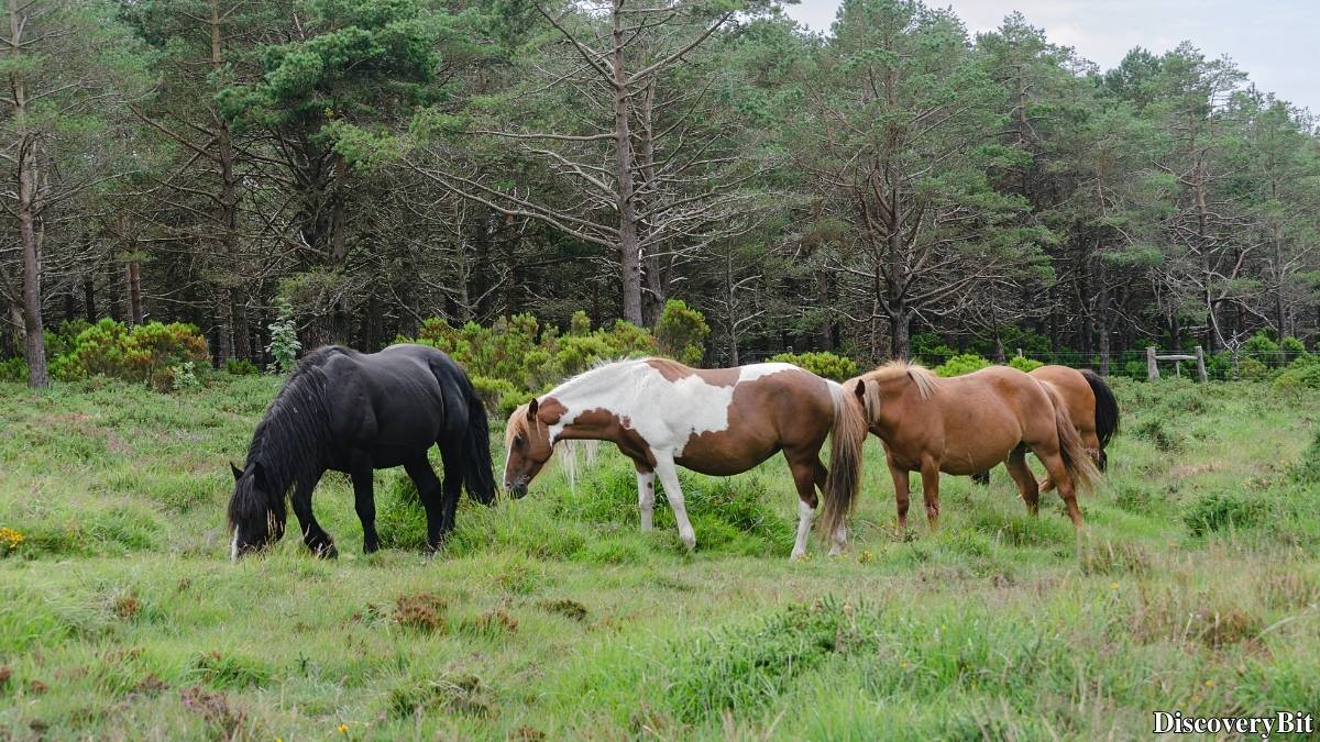 Name of the group of animals for Mares