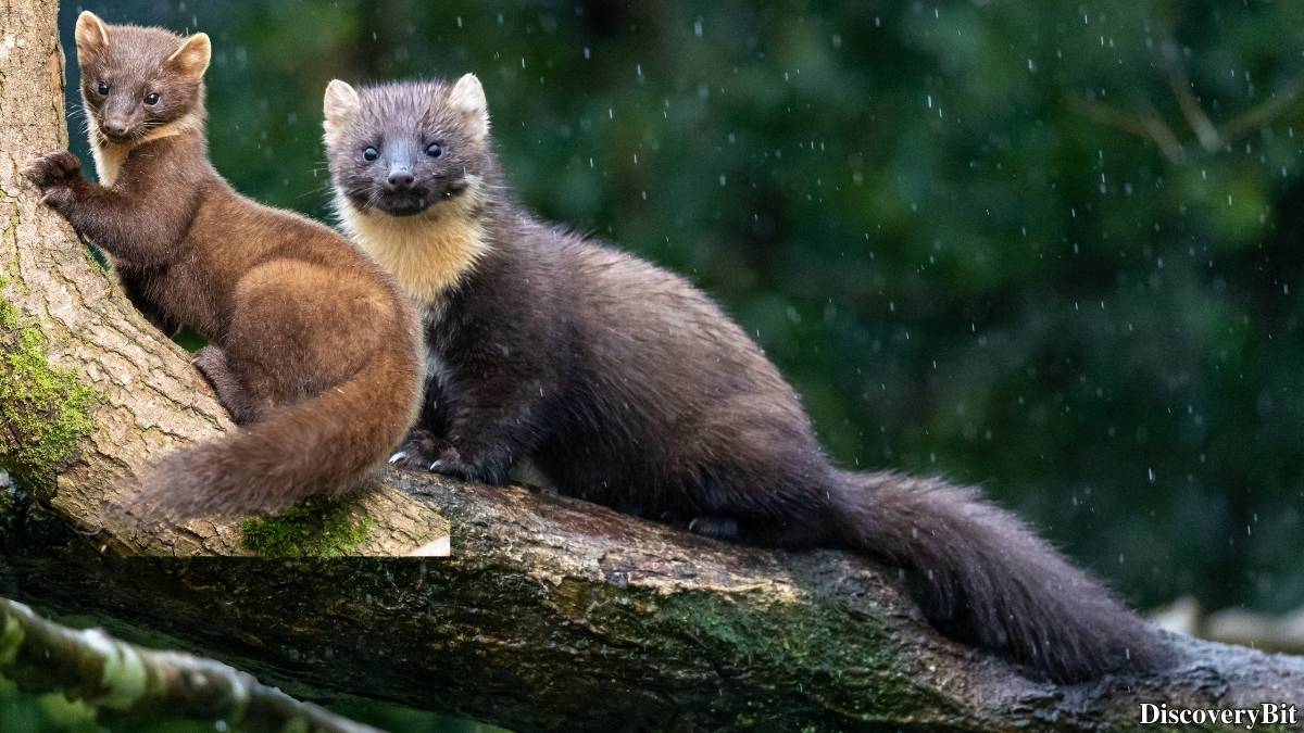Name of the group of animals for Martens