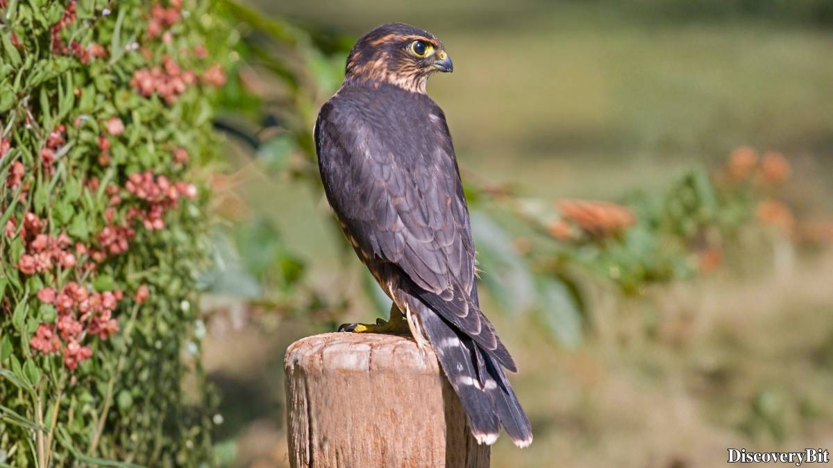 The 50 Fastest Animals in the World: Nature’s Ultimate Speed Guide One of the fastest animals in the world is the Merlin (Falco columbarius)
