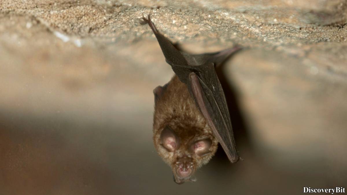 The 50 Fastest Animals in the World: Nature’s Ultimate Speed Guide One of the fastest animals in the world is the Mexican Free-Tailed Bat (Tadarida brasiliensis)