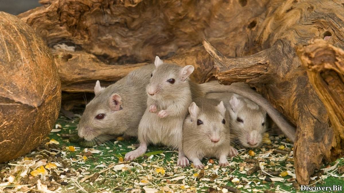 Name of the group of animals for Mice