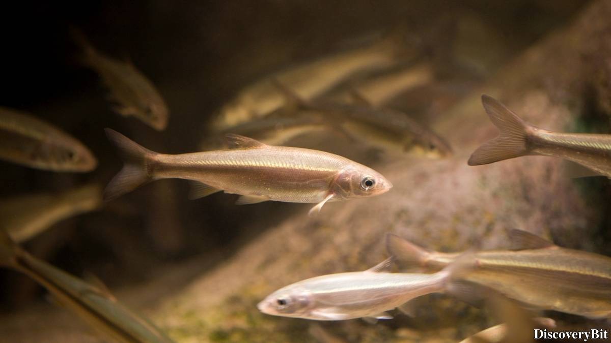 Murder, Pride, And Zeal: The Ultimate Guide To Group Names Of Animals Name of the group of animals for Minnows