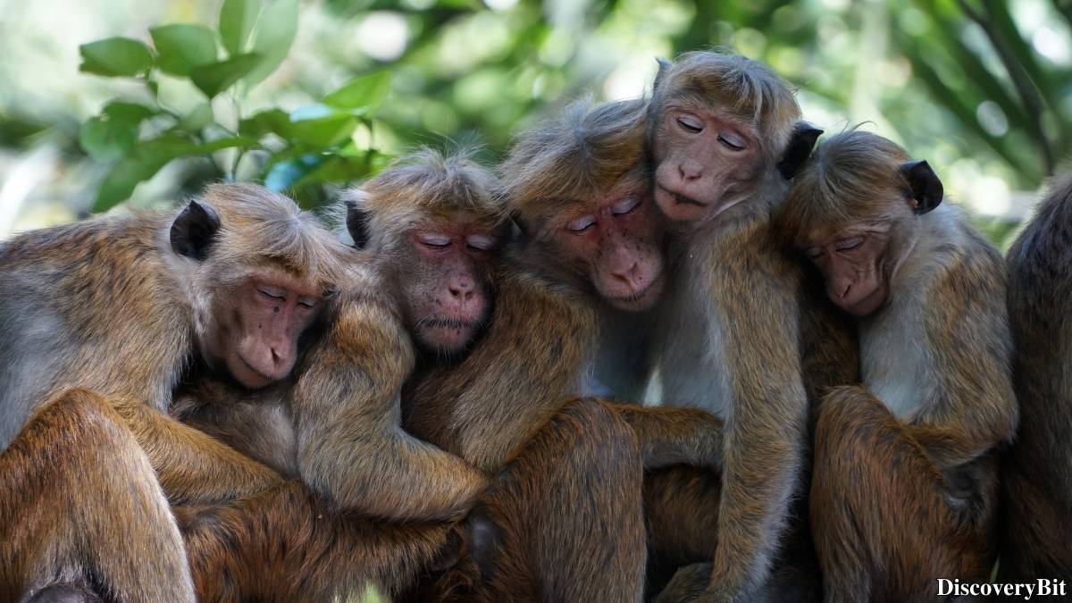 Murder, Pride, And Zeal: The Ultimate Guide To Group Names Of Animals Name of the group of animals for Monkeys