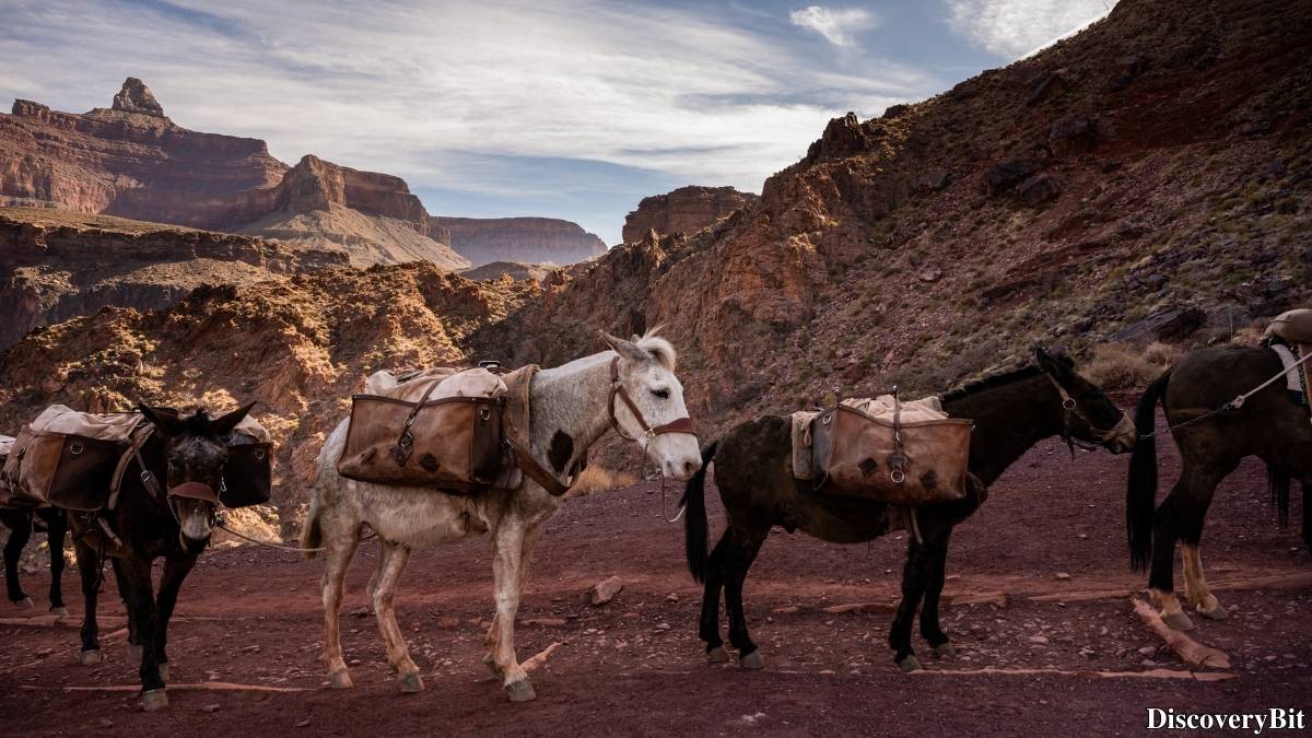 Murder, Pride, And Zeal: The Ultimate Guide To Group Names Of Animals Name of the group of animals for Mules