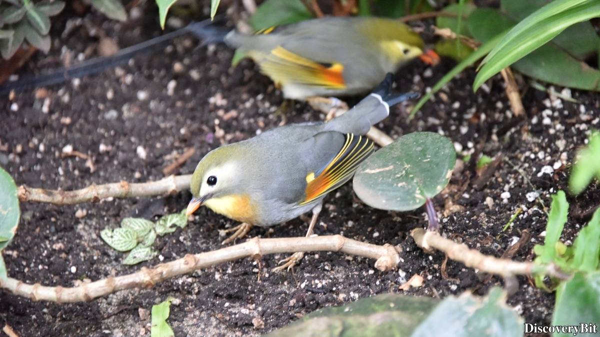 Murder, Pride, And Zeal: The Ultimate Guide To Group Names Of Animals Name of the group of animals for Nightingales