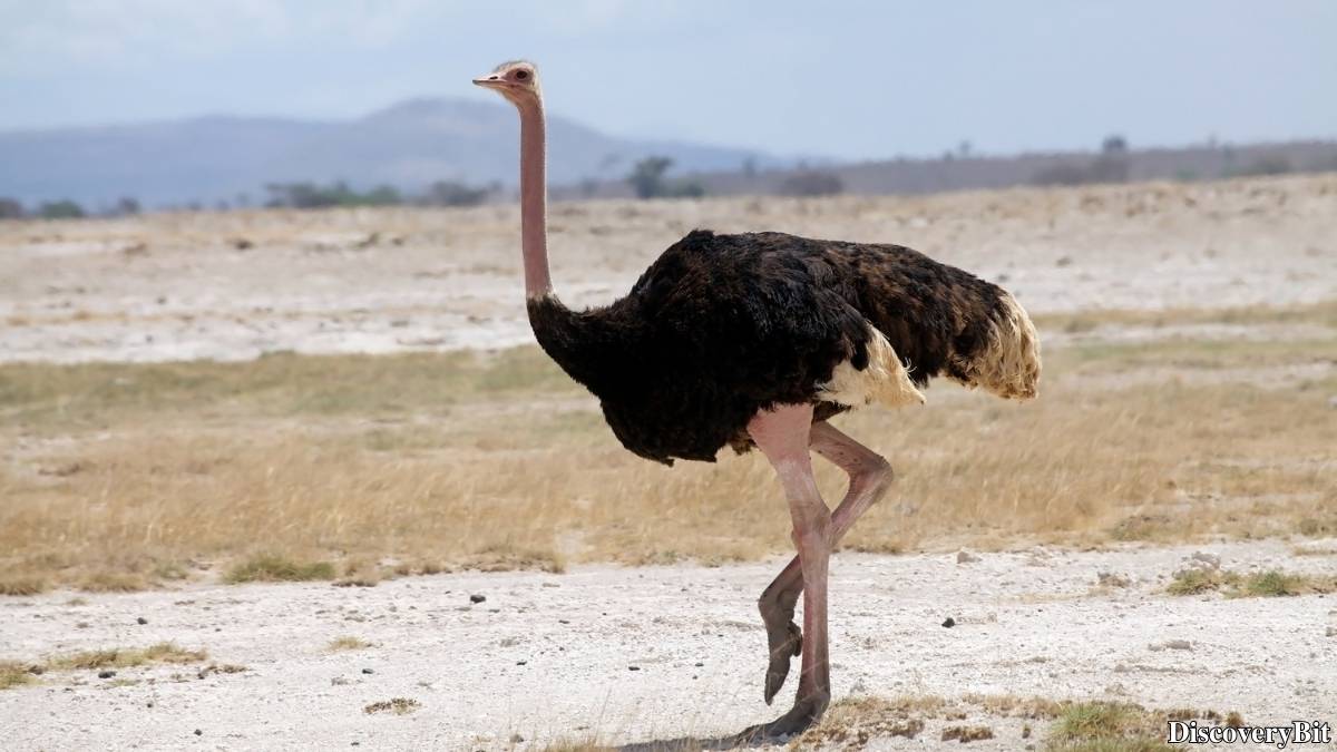 The 50 Fastest Animals in the World: Nature’s Ultimate Speed Guide One of the fastest animals in the world is the Ostrich (Struthio camelus)