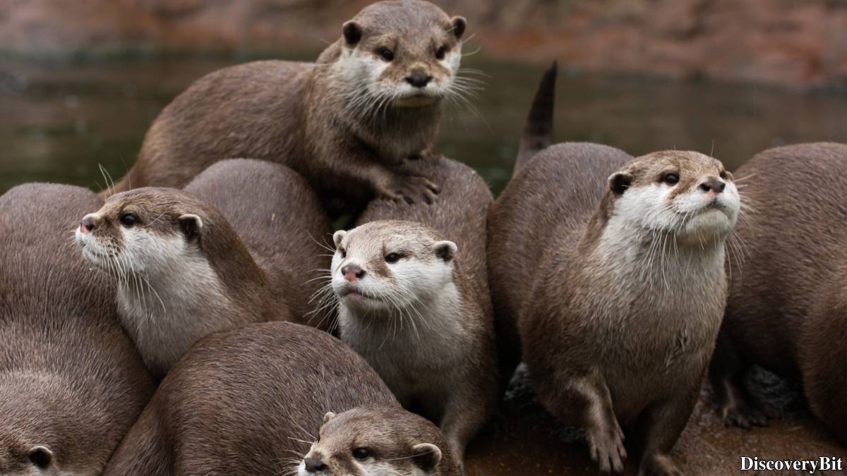 Murder, Pride, And Zeal: The Ultimate Guide To Group Names Of Animals Name of the group of animals for Otters