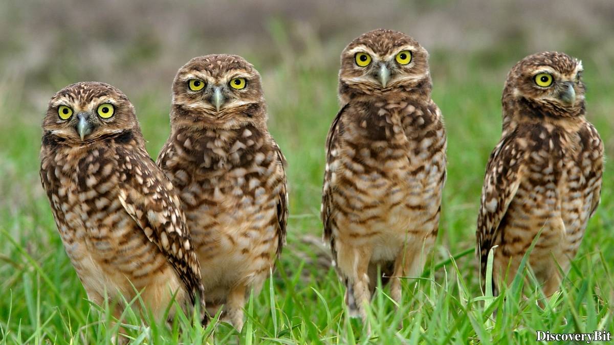 Murder, Pride, And Zeal: The Ultimate Guide To Group Names Of Animals Name of the group of animals for Owls