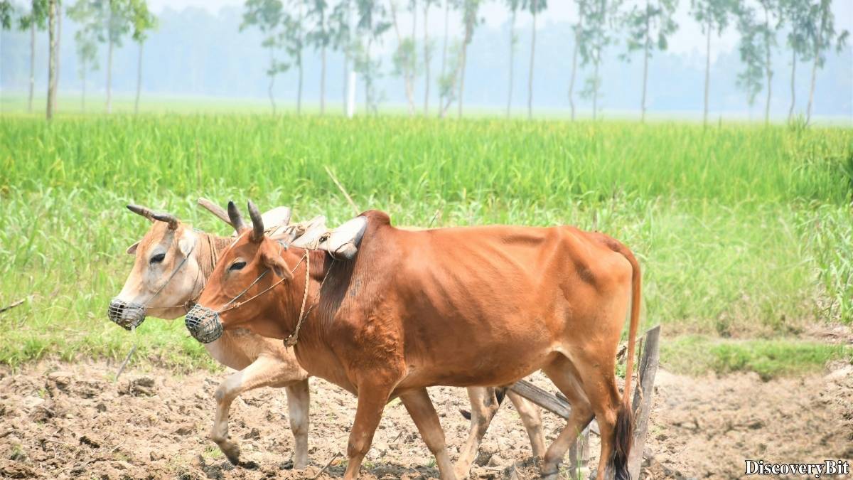 Murder, Pride, And Zeal: The Ultimate Guide To Group Names Of Animals Name of the group of animals for Oxen