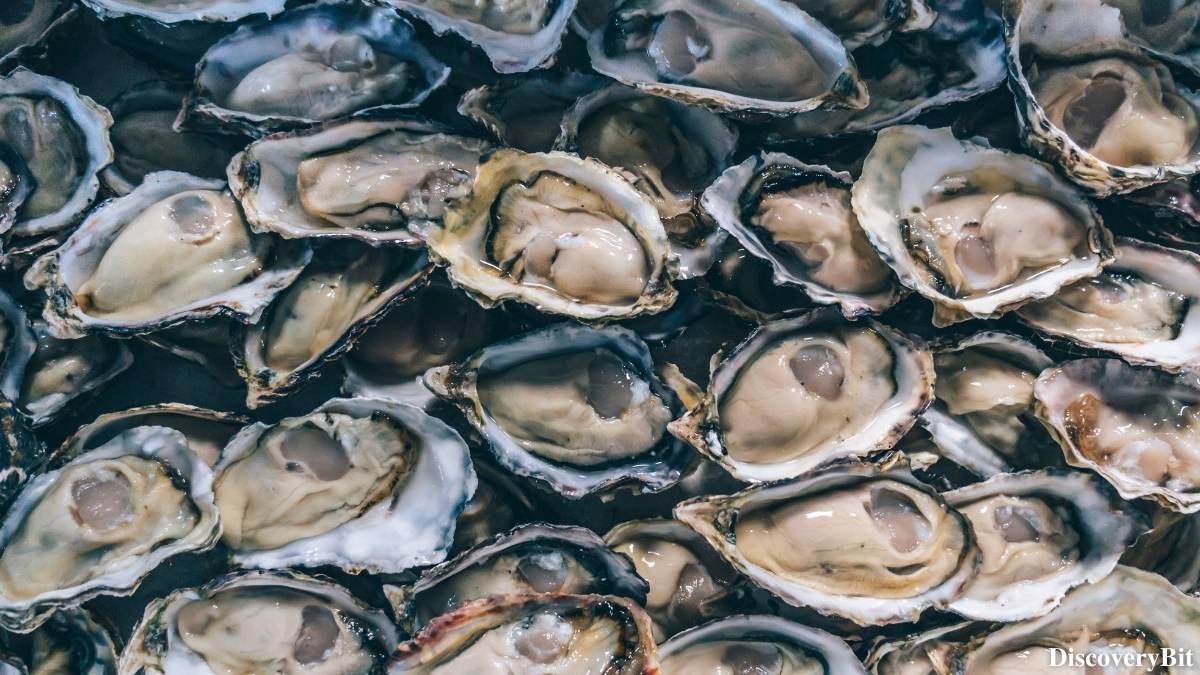 Murder, Pride, And Zeal: The Ultimate Guide To Group Names Of Animals Name of the group of animals for Oysters