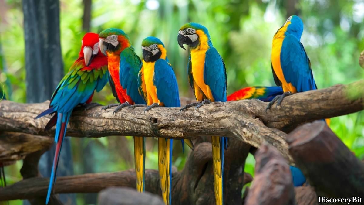 Murder, Pride, And Zeal: The Ultimate Guide To Group Names Of Animals Name of the group of animals for Parrots