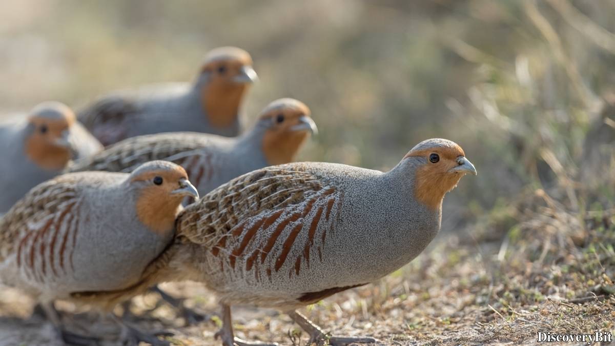Murder, Pride, And Zeal: The Ultimate Guide To Group Names Of Animals Name of the group of animals for Partridges