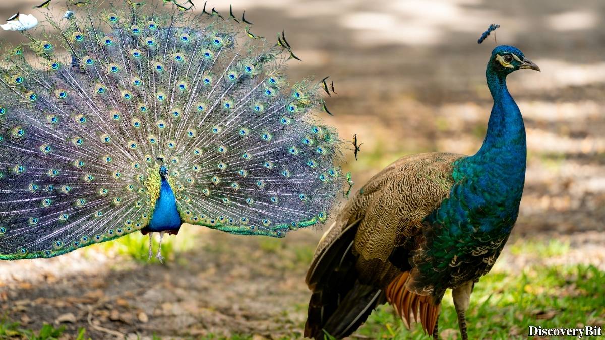 Murder, Pride, And Zeal: The Ultimate Guide To Group Names Of Animals Name of the group of animals for Peacocks