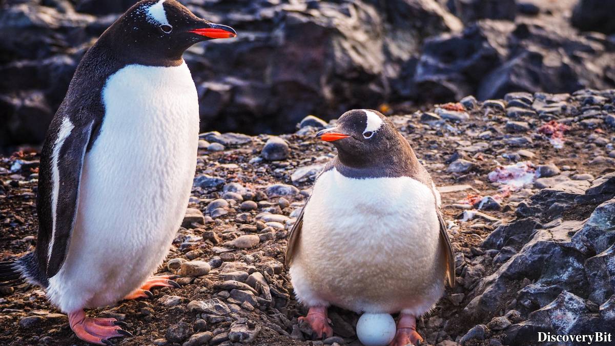 The 50 Fastest Animals in the World: Nature’s Ultimate Speed Guide One of the fastest animals in the world is the Penguin (Pygoscelis papua)
