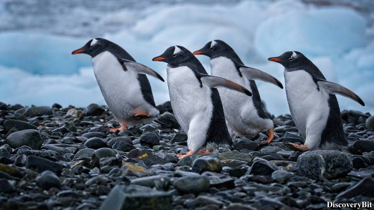 Murder, Pride, And Zeal: The Ultimate Guide To Group Names Of Animals Name of the group of animals for Penguins