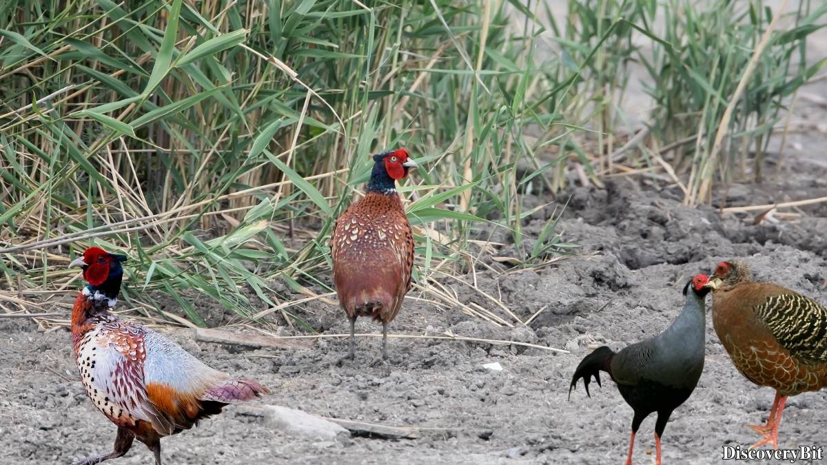 Murder, Pride, And Zeal: The Ultimate Guide To Group Names Of Animals Name of the group of animals for Pheasants