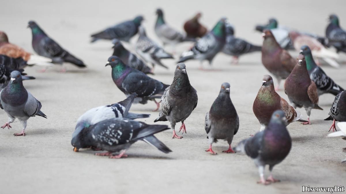 Murder, Pride, And Zeal: The Ultimate Guide To Group Names Of Animals Name of the group of animals for Pigeons