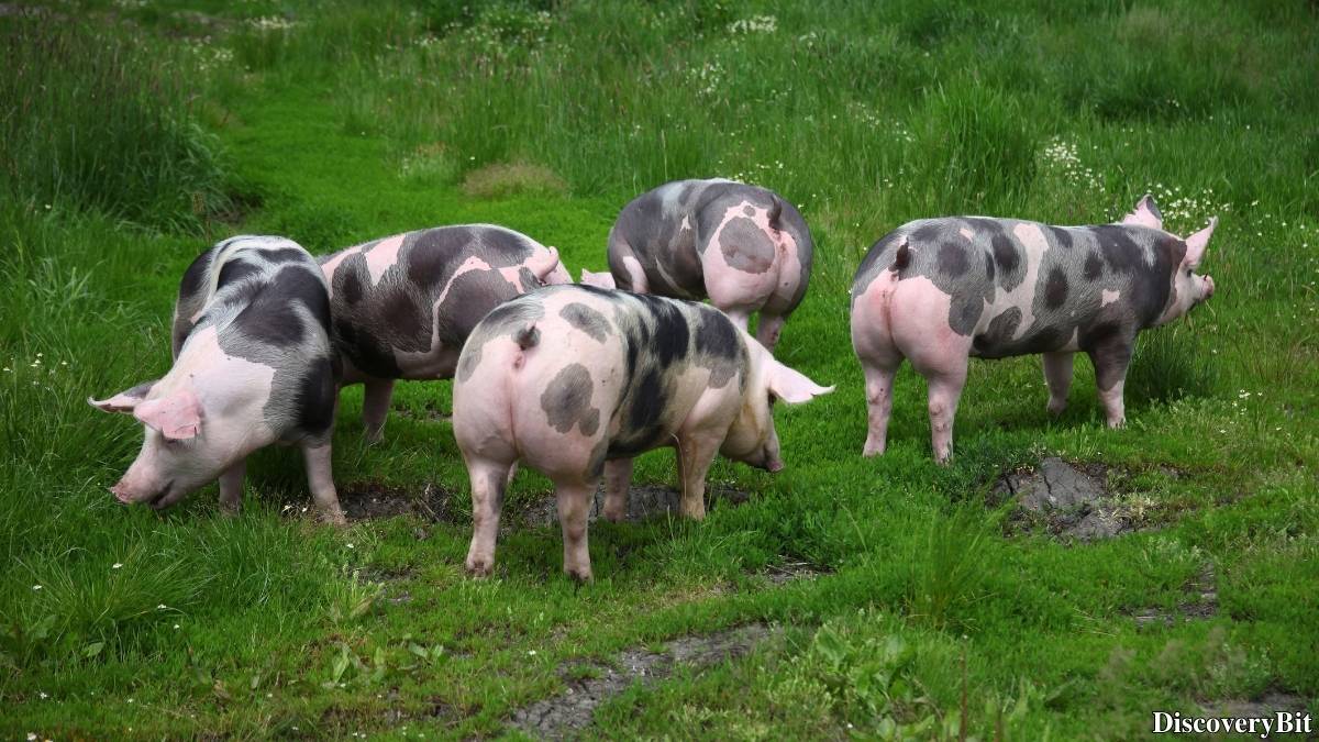 Murder, Pride, And Zeal: The Ultimate Guide To Group Names Of Animals Name of the group of animals for Pigs