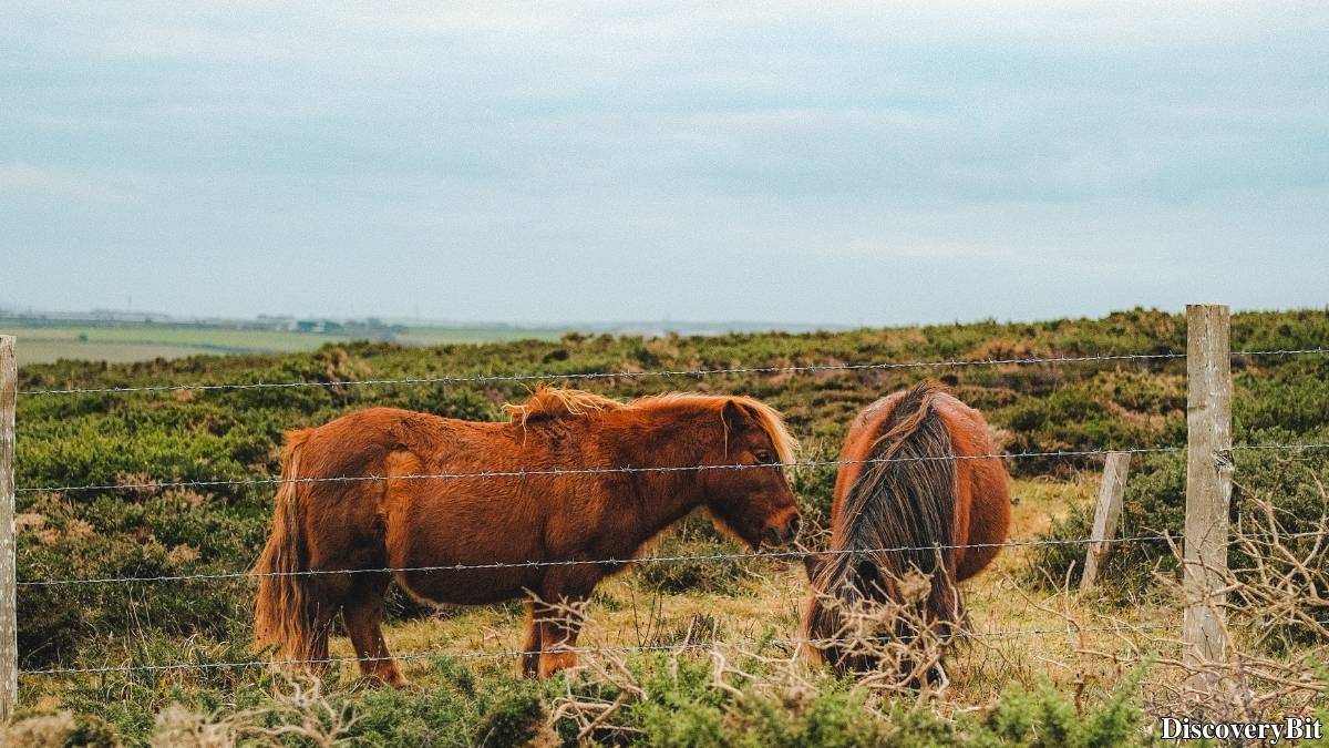 Murder, Pride, And Zeal: The Ultimate Guide To Group Names Of Animals Name of the group of animals for Ponies