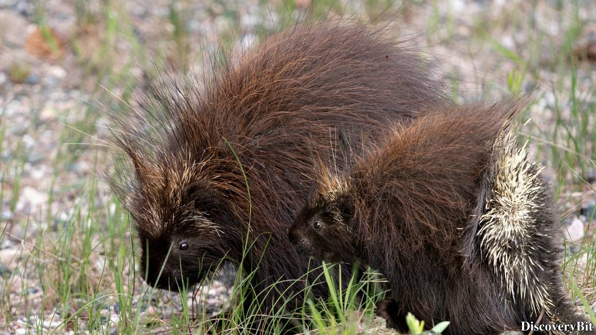 Murder, Pride, And Zeal: The Ultimate Guide To Group Names Of Animals Name of the group of animals for Porcupines