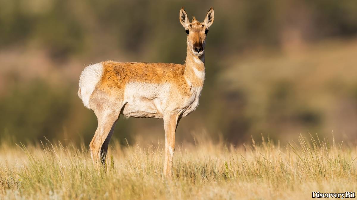 The 50 Fastest Animals in the World: Nature’s Ultimate Speed Guide One of the fastest animals in the world is the Pronghorn (Antilocapra americana)