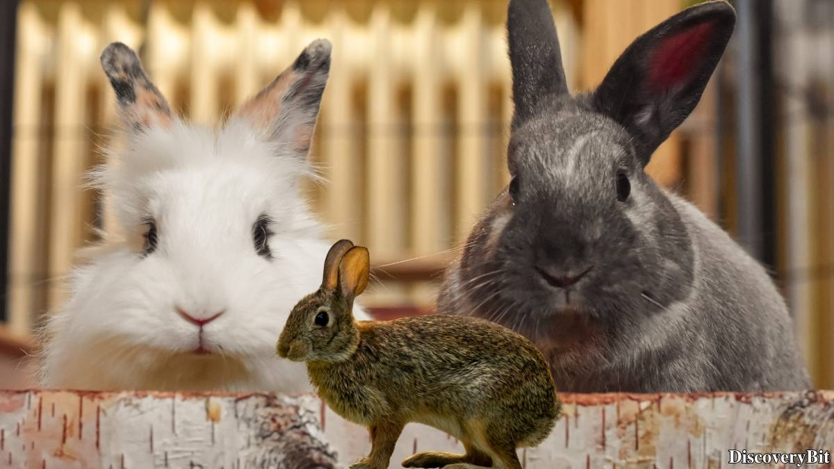 Murder, Pride, And Zeal: The Ultimate Guide To Group Names Of Animals Name of the group of animals for Rabbits
