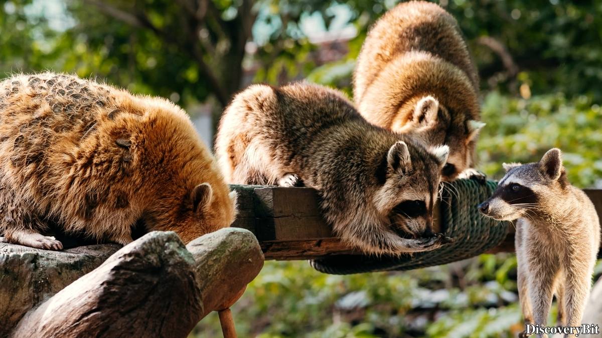 Murder, Pride, And Zeal: The Ultimate Guide To Group Names Of Animals Name of the group of animals for Raccoons