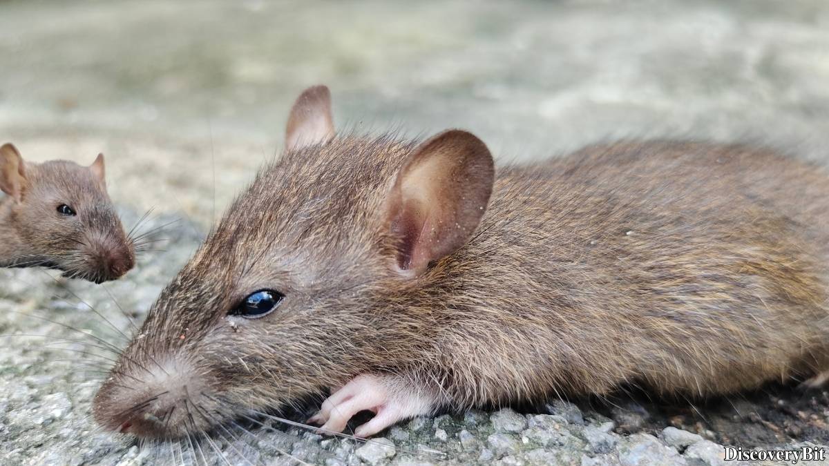 Murder, Pride, And Zeal: The Ultimate Guide To Group Names Of Animals Name of the group of animals for Rats